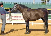 ALMAZARA DE LA LUZ, DE FAMILIA 5J MARQUEZ, SUBCAMPEONA JOVEN DEL CONCURSO